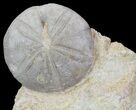 Displayable Fossil Sea Urchin (Clypeus) - England #65364-1